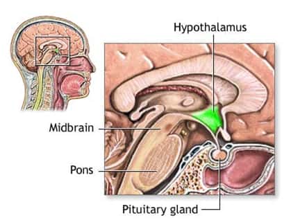 Schéma de l’hypothalamus, zone située au centre du cerveau, reliée à l’hypophyse (<em>Pituitary gland</em>, en anglias sur le schéma), cette glande sécrétrice d’hormone antidiurétique. © <em>United States National Library of Medicine, National Institutes of Health</em>