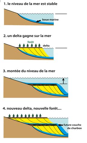 Figure 23 : Coupe schématique de la formation de charbon dans des deltas marins subissant des variations cycliques du niveau de la mer (les « cyclothèmes charbonniers »). 