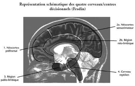 Représentation schématique des quatre cerveaux/centres décisionnels (Fradin).