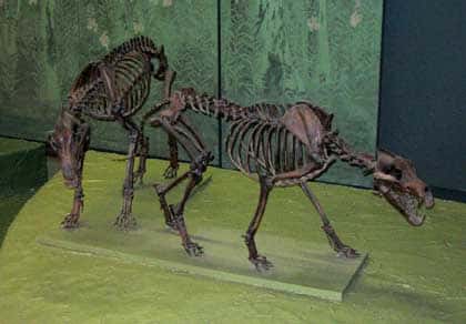 <em>Canis dirus. </em>© Postdif, Wikipedia