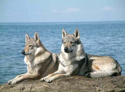 Chien-loup tchécoslovaque. © Margo Peron, Wikipedia