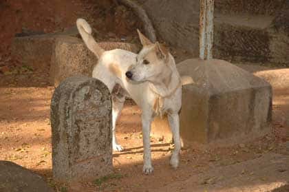 Chien paria en Inde. © Mrs Hilksom, Flickr, licence Creative Common, CC by-nc-sa 2.0