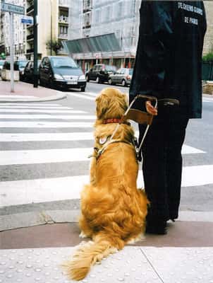Le chien guide d'aveugle sait s'arrêter au feu rouge pour piétons. © FFAC, tous droits réservés