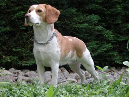 Beagle. © Claude Valroff, Wikipedia
