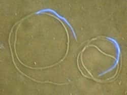 Spermatozoïdes fécondant (long) et non fécondant (court) de D. subobscura. Le noyau (= la tête) est corrélé en bleu par un agent intercalant de l’ADN (le DAPI).