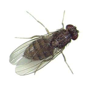 <em>Drosophila bifurca</em>, espèce cactophile d'Amérique centrale