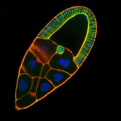 Ovocyte de drosophile transgénique observé au microscope confocal (x40) en mode &quot;overlay&quot;, qui permet l'acquisition d'images de fluorescence par l'utilisation du laser argon. © CNRS Photothèque/Institut Jacques Monod / Gervais Louis, Guichet Antoine - Laboratoire: UMR7592 - INSTITUT JACQUES MONOD (IJM) - PARIS