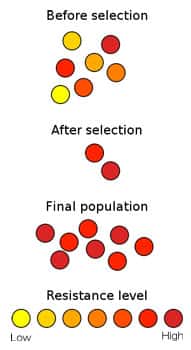 Schéma représentatif de la mise en place d'une résistance aux antibiotiques dans une population de bactéries. De bas en haut, la sélection est effectuée sur les bactéries. On observe que sur la population finale, la résistance est importante (ronds rouge). (Source : Wykis, Wikipedia, domaine public)