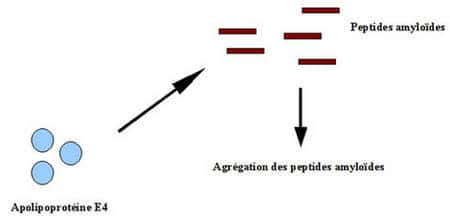 Hypothèse du rôle de l'apolipoproteine E4 dans la formation de plaques séniles. Source : M. C. Jacquier.