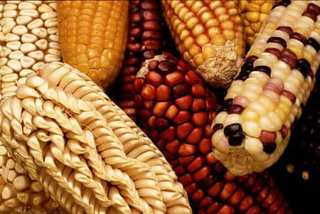 Différentes variétés de maïs. © Keith Weller, domaine public