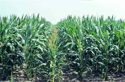 C'est par croisement et hybridation que l'on a pu créer de nouvelles variétés de maïs adaptées aux différentes régions. © GNIS