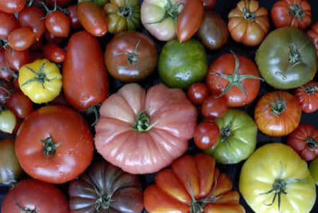 Pour chaque espèce, il existe une diversité génétique à préserver. Exemple de la tomate. © Licht-Gnis
