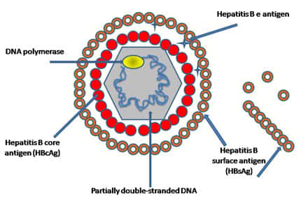 Dessin du virus de l'hépatite B, particules et surface © Graham Colm Wikipedia Domaine Public