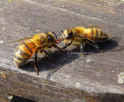 Les abeilles communiquent. © Tous droits réservés