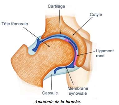 Anatomie de la hanche. Source : <a target="_blank" href="http://www.mon-arthrose.com/">http://www.mon-arthrose.com/</a>