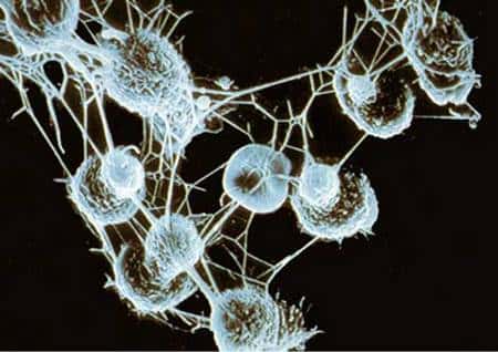 Macrophages. Ces cellules sont capables d'ingérer les bactéries par phagocytose.