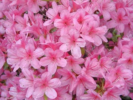 Fleurs de <em>Rhododendron obtusum</em>. © A. Barra, Wikipédia, GNU 1.2 