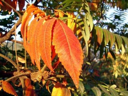 Les feuilles d'automne du sumac de Virginie © Shizhao, GNU 1.2 
