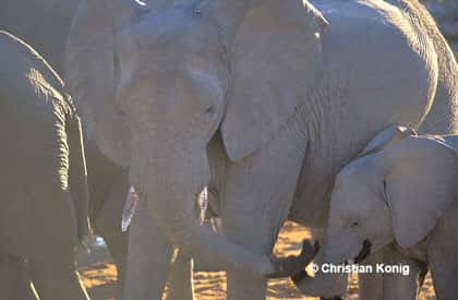Communication éléphant adulte et bébé éléphant, Namibie. © Stu Seeger, Flickr - Licence Creative Common (by-nc-sa 2.0)