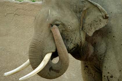 La trompe de l'éléphant, une sorte de radar. © Aaron Logan, Flickr - Licence Creative Common (by-nc-sa 2.0)