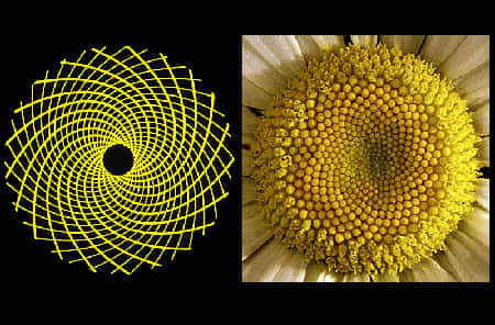 Suite de Fibonacci. © DR