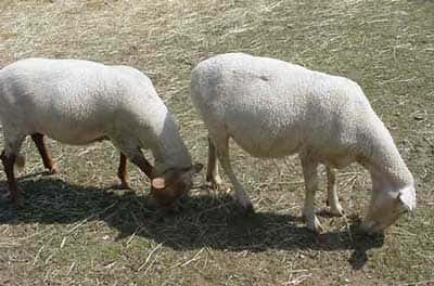 La laine de mouton fait un très bon isolant. © environnement.ecoles.free.fr