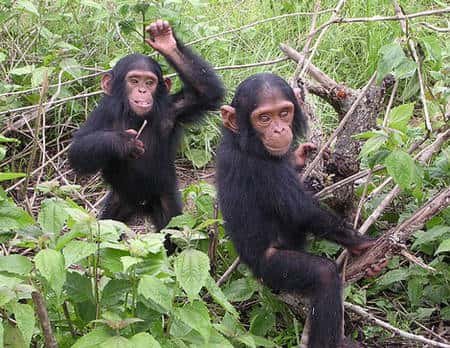  Chimpanzé du sanctuaire de Tchimpounga et son congénère (Congo Brazzaville). © Delphine Bruyere, Licence de documentation libre GNU, version 1.2 