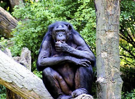 Le bonobo évite les conflits. © Kabir Bakie, Creative Commons, Attribution ShareAlike 2.5 
