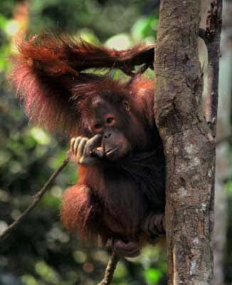 Orang-outan dans son habitat naturel. © Domaine public