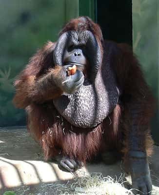 Quel avenir pour les orangs-outans de Bornéo ? © Miraceti GNU Free Documentation License, Version 1.2
