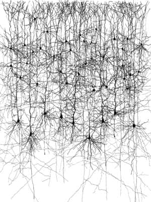 Une simple structure en colonne met en évidence la complexité des interconnexions dans un réseau de neurones naturel. Même si aujourd’hui on connaît mieux les propriétés des neurones, cette connaissance se révèle finalement assez peu utile pour expliquer les propriétés globales que sont la pensée, la conscience et l’intelligence. © DR