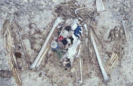 Squelette d’un albatros mort après l’ingestion de divers déchets : bouchon, briquet, fils de nylon… © Forest &amp; Kim Starr/USGS, domaine public