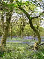  La forêt de Wytham, à Oxford, Royaume-Uni © Teddy Wilkin