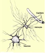 Schéma d'un neurone et d'un astrocyte.