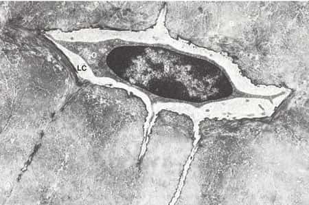 Photo d'un ostéocyte observé au microscope électronique à transmission.<br />Source : Wikipedia, article « ostéocyte ». Domaine public.