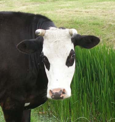 Les vaches trouvent leur calcium dans l'herbe.<br>Source: Wikimedia Commons, <a target="_blank" href="http://upload.wikimedia.org/wikipedia/commons/f/fe/Blaarkop.JPG">http://upload.wikimedia.org/wikipedia/commons/f/fe/Blaarkop.JPG</a>.<br>Domaine public.