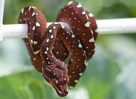 Araignées et serpents, des animaux que l'on aime peu rencontrer. © Johnkentucky, Creative Commons Attribution-Share Alike 3.0, Unported license