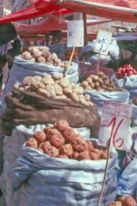 Pommes de terre, Bolivie. © Christian Lévêque