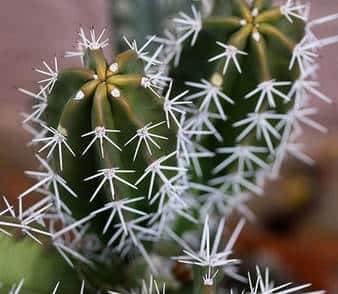 Les cactus font partie des succulentes. © Cobalt123, Flickr, Licence Creative Common by-nc-sa 2.0