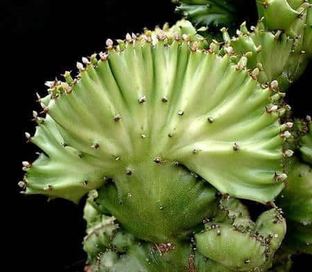<em>Euphorbia lactea fa. cristata. ©</em> Frank Vincentz, Licence de documentation libre GNU, version 1.2