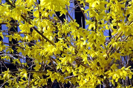 Forsythia, une floraison jaune d'or. © Dan Smith, Creative Commons, CC 2.5