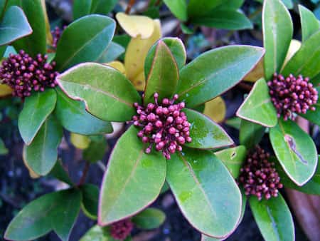 Skimmia, un arbuste idéal pour sa floraison, ses baies de couleur et son feuillage persistant. © wildfeuer, GNU Free Documentation License, Version 1.2 