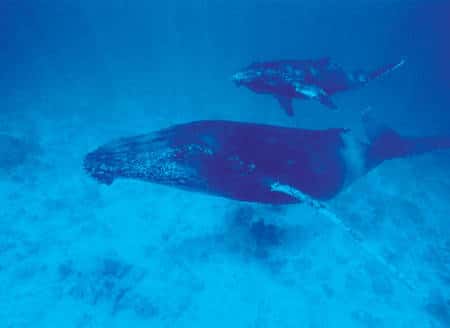 Des programmes d'écotourisme sont organisés par l'association Megaptera pour que les touristes puissent observes les baleines à bosse tout en contribuant à leur protection. © <a href="//www.futura-sciences.com/galerie_photos/showgallery.php/cat/576" target="_blank">Alexis Rosenfeld</a> Reproduction interdite