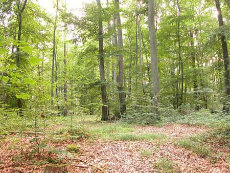 Vers une foresterie durable respectueuse de la faune du sol