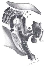 La chaîne des osselets. À gauche, la membrane du tympan. Au centre : <em>malleus </em>(marteau), <em>incus </em>(enclume) et <em>stapes </em>(étrier). À droite, le vestibule. © Wikipedia, « <em>Gray's antomy</em> », domaine public