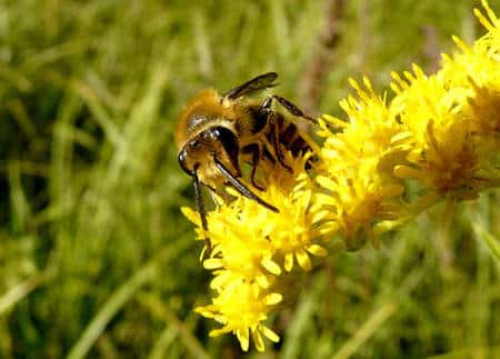 Les abeilles sont au cœur de la <a href="//www.futura-sciences.com/magazines/nature/infos/dossiers/d/botanique-nom-fleur-787/page/7/">pollinisation</a>. Les collètes du lierre, ici en photo, sont les abeilles les plus tardives. Elles émergent habituellement en septembre ou octobre et se nourrissent presque exclusivement de pollen de lierre. Lorsqu'une génération précoce voit le jour (en juillet, août), le lierre n'est pas encore en fleur. Les abeilles se rabattent alors sur d'autres plantes telles que les solidages, pour nourrir les larves. © Patrick Straub