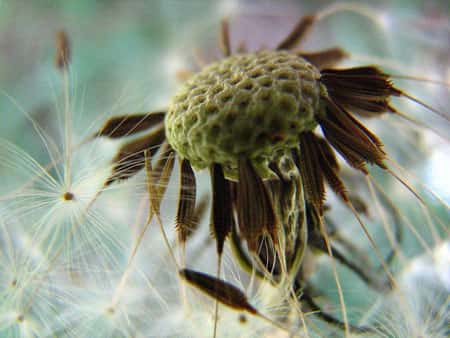  L'anémogamie permet la pollinisation par le vent. Ici des aigrettes de pissenlit sont dispersées dans les airs. © Jmdesfilhes, CC by-sa 2.5