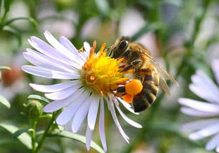 Sur cette image, l’abeille <em>Apis mellifera ssp.</em> a chargé ses corbeilles de pollen. S’agissant d’une abeille sociale, celle-ci se gorge également de nectar avant de regagner le rucher. Habituellement, les abeilles sociales sont spécialisées. © Patrick Straub