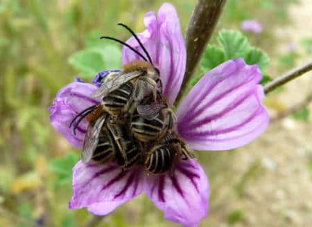 Cette corolle de <em>Malva sylvestris</em> accueille une grappe d’<em>Eucera sp</em>. mâles pour la nuit, un abri peu commun. Ce phénomène de rassemblement n’est pas encore bien compris mais il pourrait s’agir d’une manière de défense contre les prédateurs. En effet, les eucères sont des abeilles solitaires qui n’ont,<em> a priori</em>, aucune raison particulière de se regrouper ainsi. Le fait de dormir en « grappes » pourrait être une intimidation vis-à-vis d’agresseurs éventuels, qui ferait paraître la proie plus grosse qu’elle ne l'est en réalité. © Patrick Straub