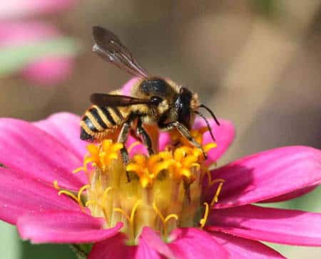 Cette abeille solitaire est une <em>Megachile sp., </em>que l’on appelle également « découpeuse de feuilles ». Elle découpe effectivement des morceaux de feuilles avec ses mandibules pour en tapisser son nid. On distinguera les poils qui recouvrent son corps et sa brosse ventrale, qui lui sert à récolter le pollen en se frottant sur les étamines. © Patrick Straub